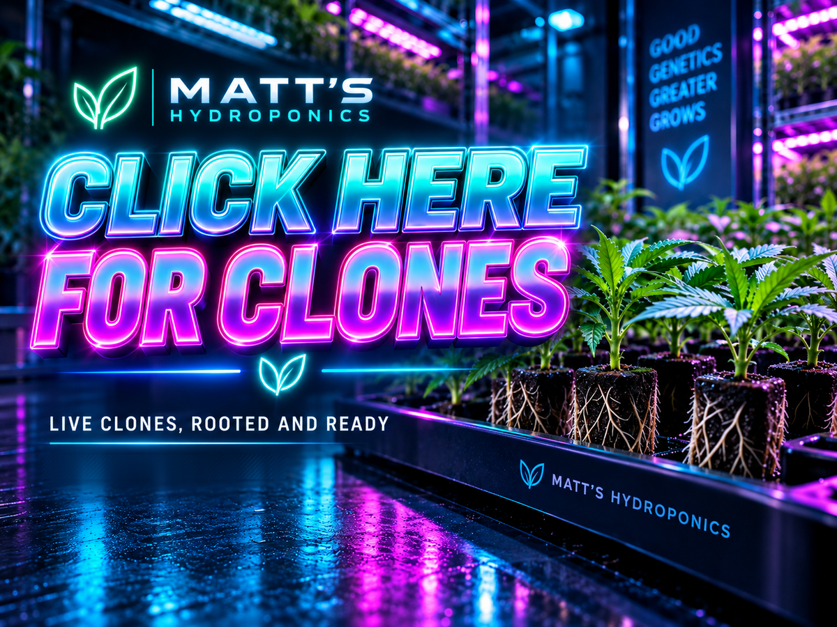 Click here for clones — live clones, rooted and ready, at Matt's Hydroponics