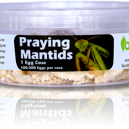 Orcon Live Praying Mantis