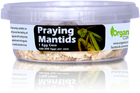 Orcon Live Praying Mantis