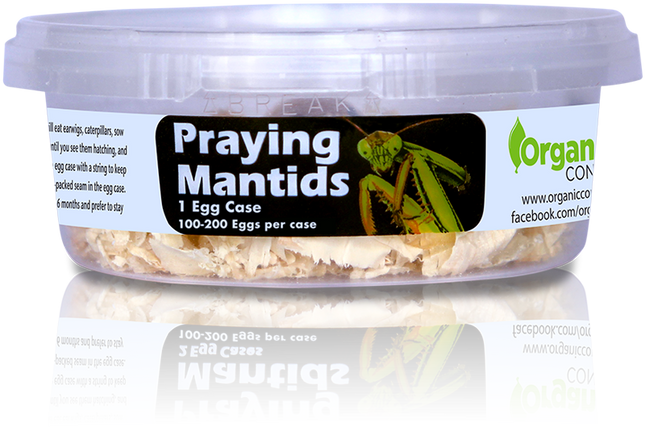 Orcon Live Praying Mantis