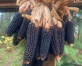 Page's Organic Seeds - Squash (Yellow Crookneck)