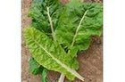 Page's Organic Seeds - Swiss Chard (Fordhook)