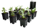 Active Aqua Grow Flow 5 gal System w/Controller Unit & 3/4