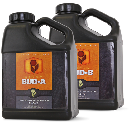 Heavy 16 Bud B - 1 QT