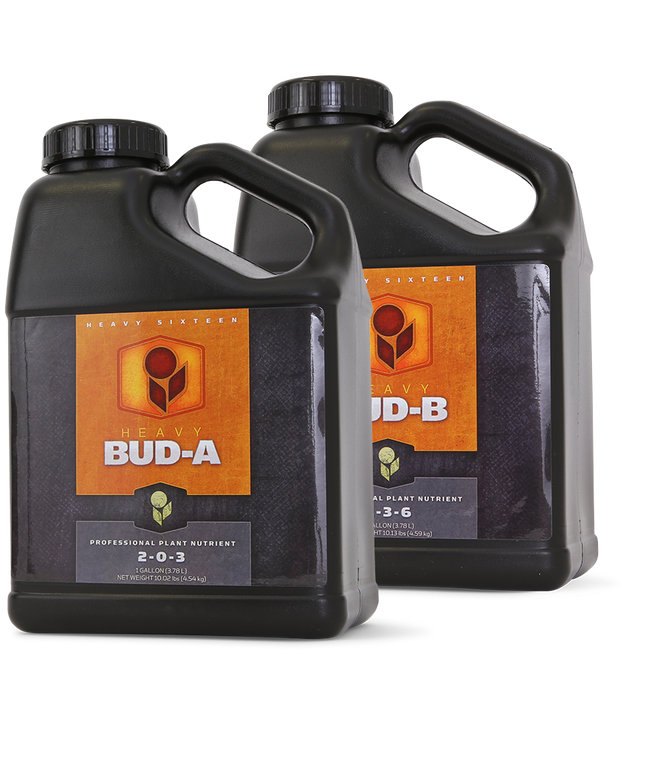 heavy 16 Bud B - 1 GAL