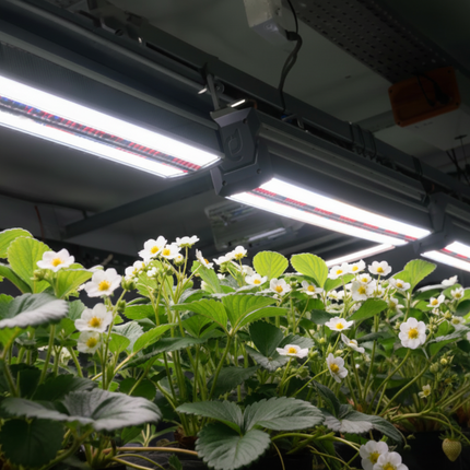 ThinkGrow Model-I 720W single-bar LED grow light (2)