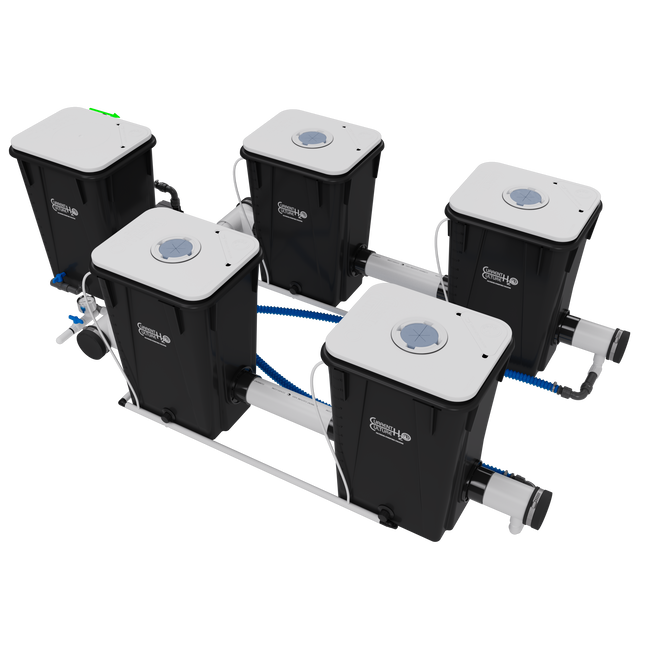 Current Culture UC4XL13 Under Current RDWC system, back view