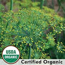 Page's Organic Seeds - Dill (Bouquet Herb)