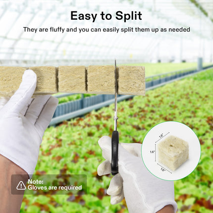 Vivosun rockwool cubes with seedlings
